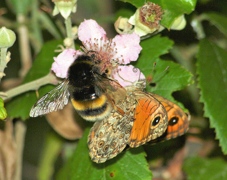 Lasiommata paramegaera